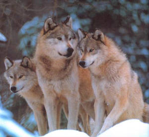 threewolves.jpg